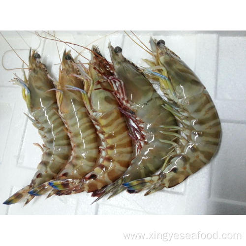 Frozen Chinese Shrimp Penaeus Japonicus